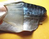 〆鯖（しめさば）の知識作り方4写真