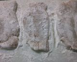 簡単 ジューシー！ 豚ロースの ソテー♪作り方4写真