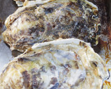 男のロマン！海のミルク殻付き牡蠣の剥き方作り方1写真