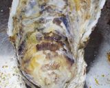 男のロマン！海のミルク殻付き牡蠣の剥き方作り方2写真