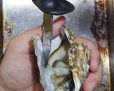 男のロマン！海のミルク殻付き牡蠣の剥き方作り方8写真