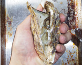 男のロマン！海のミルク殻付き牡蠣の剥き方作り方7写真