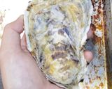 男のロマン！海のミルク殻付き牡蠣の剥き方作り方4写真