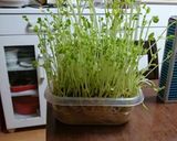 豆苗と豚肉とツナの炒め物作り方1写真