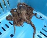 イイダコの刺身作り方1写真