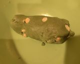 マカダミア抹茶クッキー【海外でも！】作り方12写真