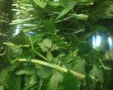 水菜・三つ葉の特製ダレしゃぶしゃぶサラダ作り方1写真