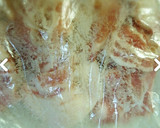 きくらげと豚バラ肉の玉子炒め作り方2写真