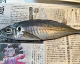 切って混ぜるだけ!アジのなめろう作り方1写真