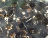 台湾料理☆しじみの醤油漬け作り方2写真