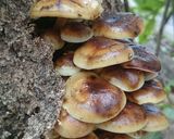 山採りエノキダケと椎茸、葱の味噌汁作り方1写真