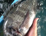 ゴボウとチヌ(クロダイ)のあら煮作り方1写真