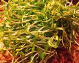 野菜だけ!豆苗ともやしの甘辛味噌焼きそば作り方6写真
