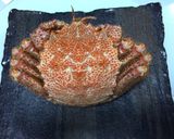 絶品☆毛ガ二おこわの餡かけ作り方1写真