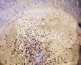 簡単！干し椎茸と豆乳のカルボナーラパスタ作り方7写真