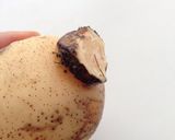 喉がうるおう！レンコンのすりながしスープ作り方2写真