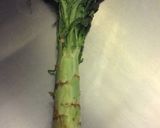 生・茎レタスの葉と茎のおひたし作り方1写真