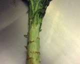 生・茎レタスの葉と茎のおひたし作り方1写真