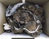 マイタケのバター炒め作り方8写真