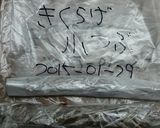 山採りキクラゲの処理・保存と簡単サラダ作り方6写真