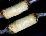朝の簡単ウインナーロール◆食パンで◆作り方5写真