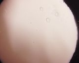桃缶で☆桃の生カスタードタルト作り方7写真