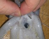 イカのさばき方作り方7写真