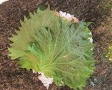 豚バラ麦みそ炒めのおにぎらず作り方5写真