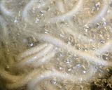 ☆おやつに☆揚げうどんの黒胡麻きな粉作り方2写真