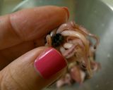 春野菜とシーフードの和風ピザ作り方2写真