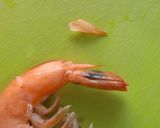 ちらし寿司の為の海老の切り方✿作り方14写真