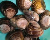 はまぐりと白菜の酒蒸し◆簡単！作り方1写真
