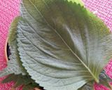 えごまの葉の醤油漬け~韓国風~作り方1写真