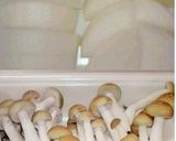 大根とほうれん草のクリーム煮◇醤油風味作り方2写真
