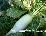 ビタミンCと酵素たっぷり⤴大根葉ごはん♪作り方1写真