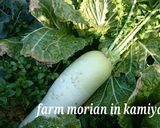 ビタミンCと酵素たっぷり⤴大根葉ごはん♪作り方1写真