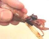 蛍烏賊（ほたるいか）の可食部！作り方4写真