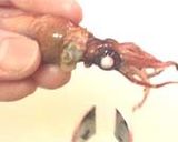 蛍烏賊（ほたるいか）の可食部！作り方5写真
