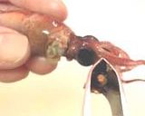 蛍烏賊（ほたるいか）の可食部！作り方6写真