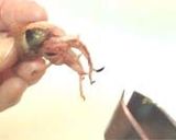 蛍烏賊（ほたるいか）の可食部！作り方9写真