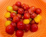 フードドライヤーでドライ塩プチトマト作り方4写真