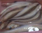 幻の深海魚「水べこ」の一夜干し作り方1写真