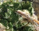 お鍋一つで簡単☆青海苔ポテトサラダ作り方9写真