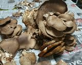ヒラタケ（平茸）の処理と乾燥保存作り方4写真