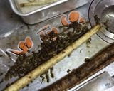 超簡単...丼で...キンピラごぼう作り方2写真