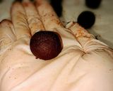 ✾抹茶ショコラのトリュフ✾作り方13写真