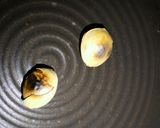 生湯葉の豆乳餡蒸し作り方2写真
