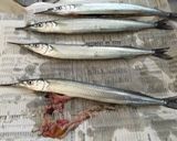 魚の天日干し作り方1写真