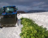 雪下キャベツ蒸し。作り方1写真