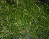 ☆簡単♪豆苗とコーンのバター醤油炒め☆作り方3写真